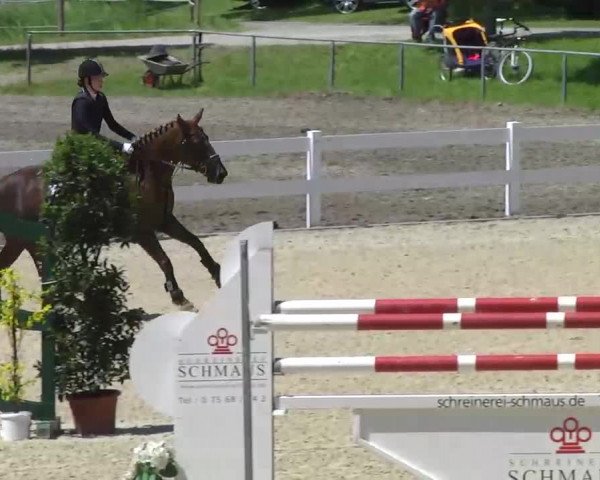 Springturnier Isny 2014