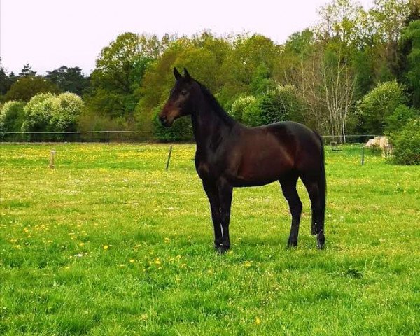 dressage horse Donna Clara 56 (Hanoverian, 2008, from Don Frederico)