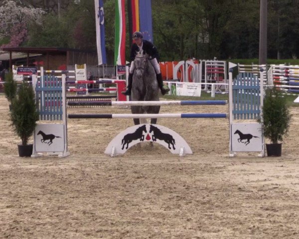 jumper Clemens 62 (Holsteiner, 2011, from Corrado I)