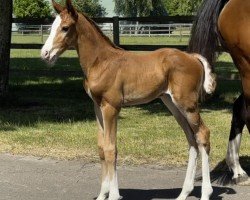 foal by Hengst von Ogano / Casalido (Holsteiner, 2025, from Ogano)