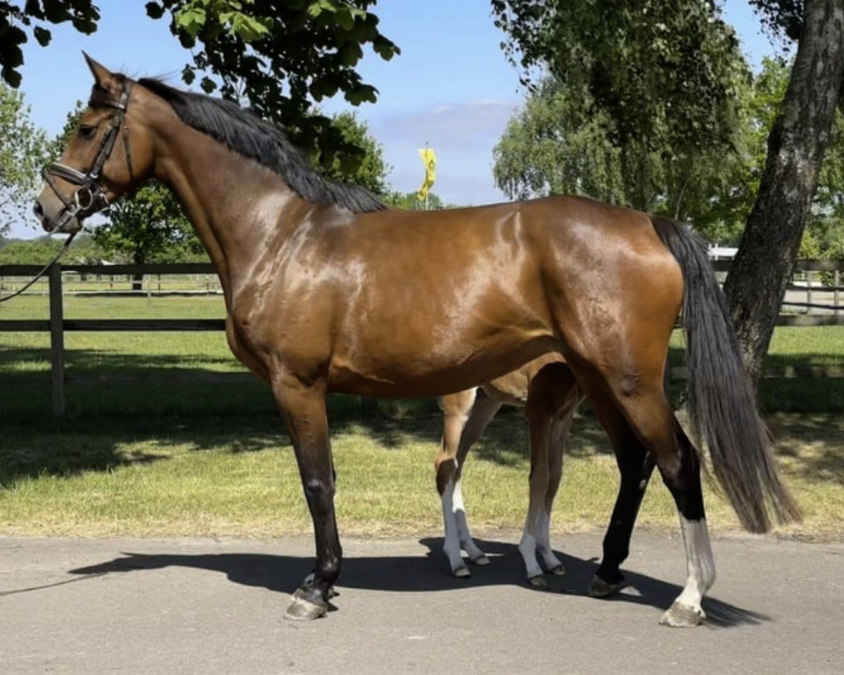 broodmare Chilli B 2 (Holsteiner, 2018, from Casalido)