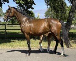 broodmare Chilli B 2 (Holsteiner, 2018, from Casalido)