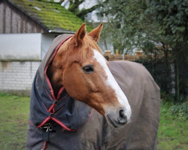 Dressurpferd Freshman 11 (Hannoveraner, 2001, von For Feeling)