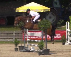 jumper Atreju A (Westphalian, 2011, from Arpeggio)