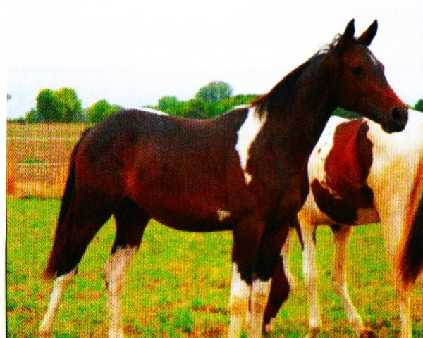 broodmare Sissy C (German Horse, 2008, from Samenco II K)