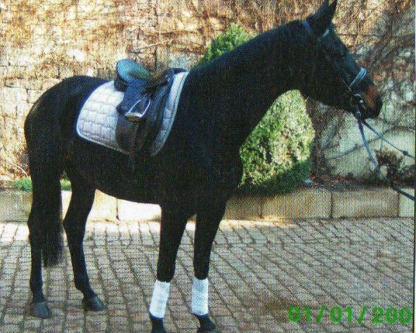 Pferd Sunny (Württemberger, 2007, von Sir Alfred)