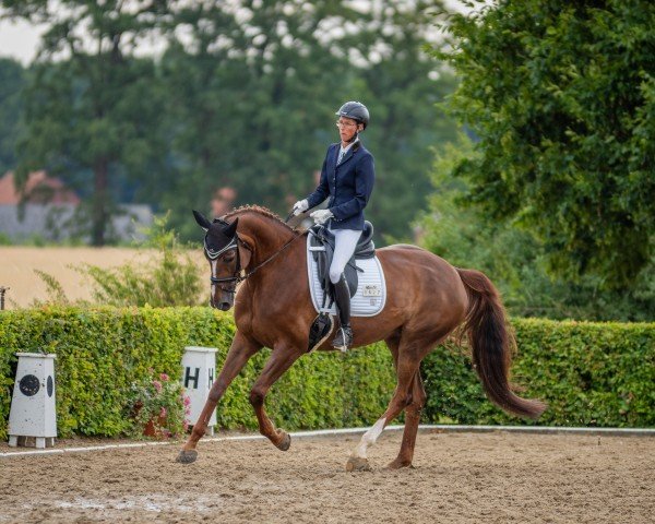 Dressurpferd Millymay (Oldenburger, 2010, von Laurentio)