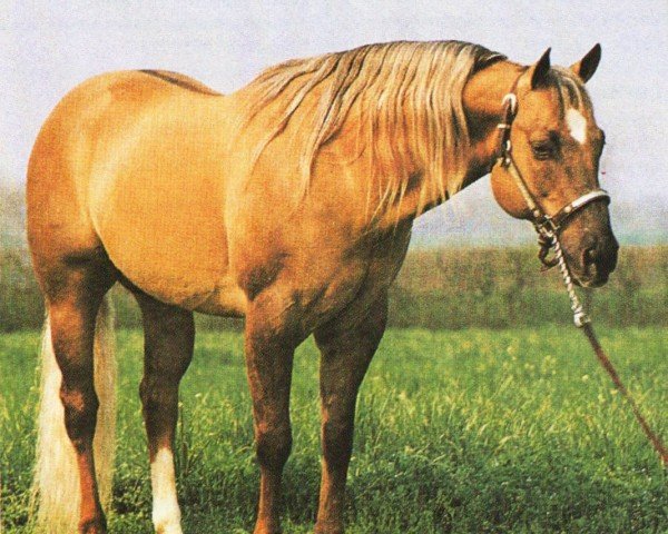 stallion Jacs Little Pine (Quarter Horse, 1981, from Hollywood Jac 86)