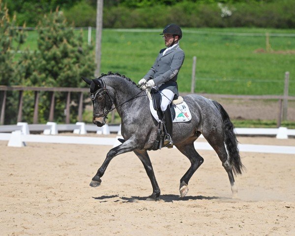 dressage horse Sietlands Faenza (German Riding Pony, 2015, from Lissaro)