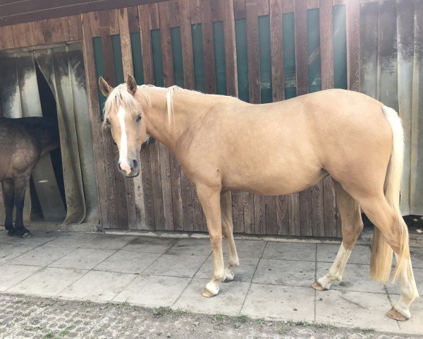 horse WES New Love (German Riding Pony, 2017, from Fs Numero Uno)