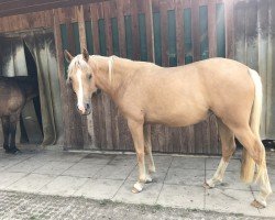 Pferd WES New Love (Deutsches Reitpony, 2017, von Fs Numero Uno)