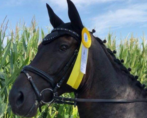 horse My-Melody (Polish Warmblood, 2012, from Marino)