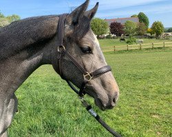 Pferd Flechtmerhof´s Cashanti (Westfale, 2019, von Cornet Obolensky)