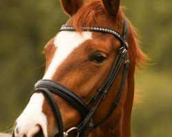 Springpferd Edwina 28 (Hannoveraner, 2018, von Edward 28)
