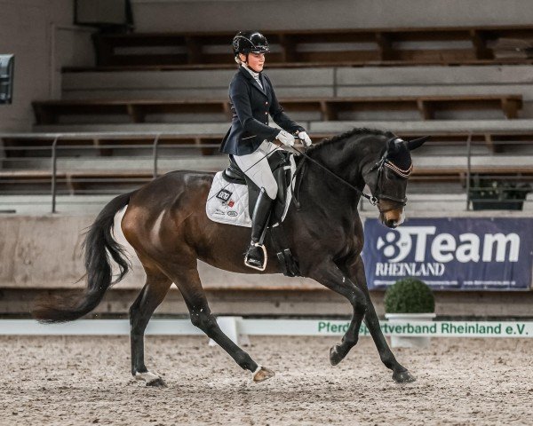 dressage horse Zensation K (Hanoverian, 2018, from Zoom)
