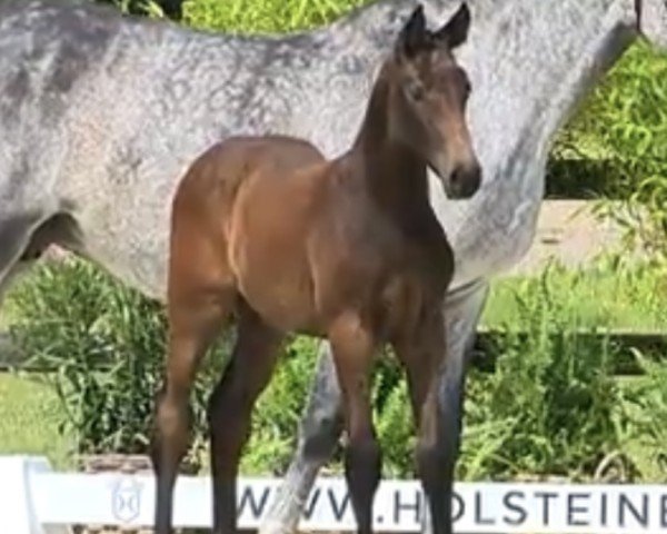 horse Ontaria S (Holsteiner, 2024, from Obano)