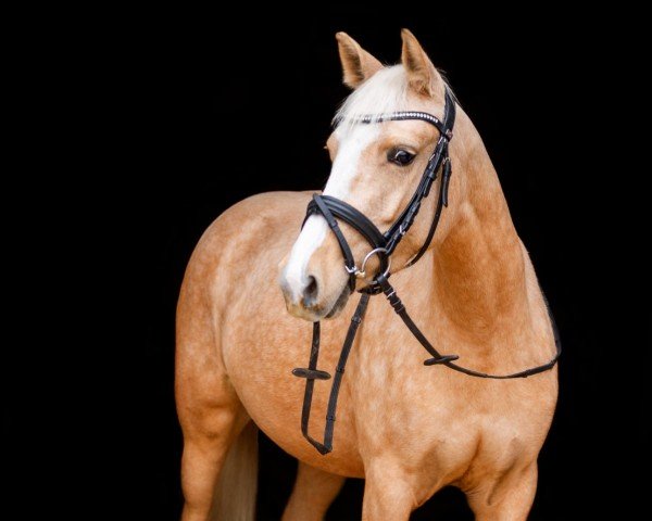 horse Goldmarie 67 (German Riding Pony, 2021, from Dropje voor Dropje)