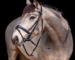 dressage horse Favorita (Cruzado, 2017)