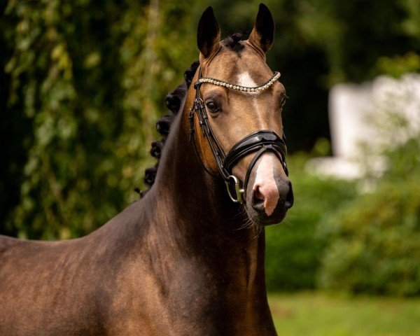 horse Der kleine Spirit (German Riding Pony, 2021, from Dream Date 7)
