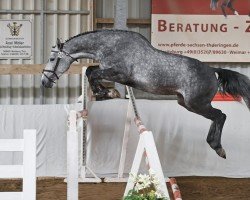 Springpferd Dollar Queen 7 (Hannoveraner, 2020, von Salito)