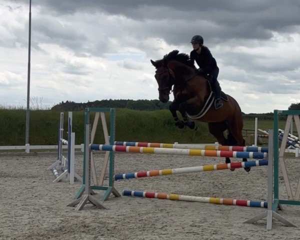 jumper Cesan Vom Klint (Holsteiner, 2014, from Cesano II)