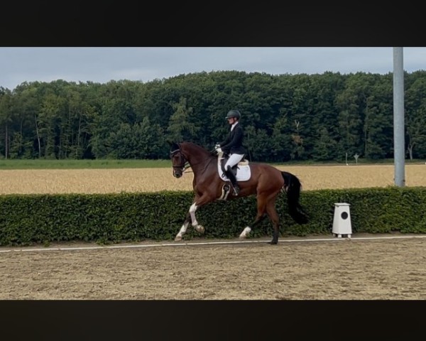 Dressurpferd Sweet Sam KR (Westfale, 2011, von San Amour I)