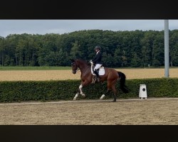 Dressurpferd Sweet Sam KR (Westfale, 2011, von San Amour I)
