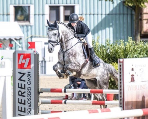 Springpferd Caruso 640 (Westfale, 2019, von Caroly)