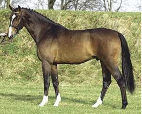 Deckhengst Revenge W (KWPN (Niederländisches Warmblut), 1998, von Animo)