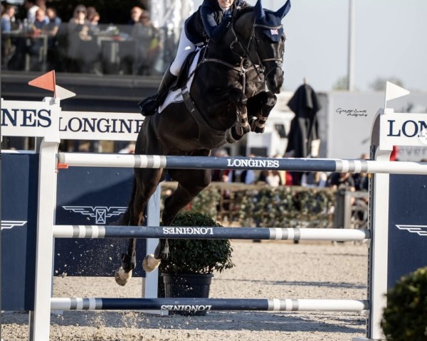 Caballo de salto Kingsborough Kasper (Irish Sport Horse, 2013, de Kannan)