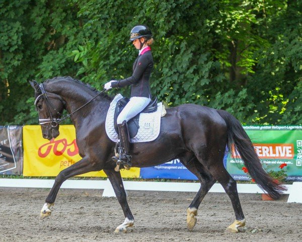 dressage horse Gio Gold (Hanoverian, 2018, from Goldfever II)