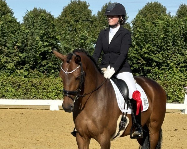 dressage horse Nouri - Zelma (KWPN (Royal Dutch Sporthorse), 2018, from Expression)