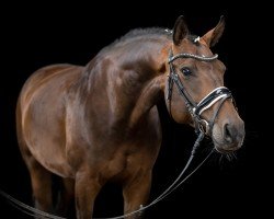 jumper Pink Passion (Oldenburg, 2015, from Bretton Woods)