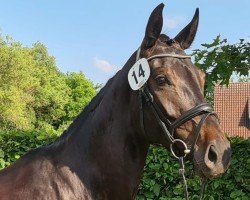 jumper Doria (Hanoverian, 2017, from Diacontinus)