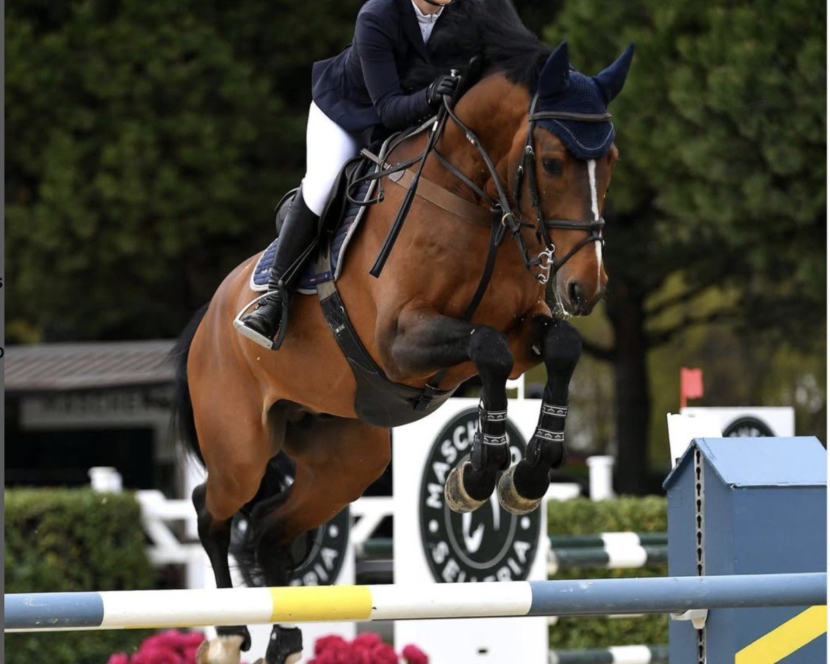 jumper Moghi (KWPN (Royal Dutch Sporthorse), 2017, from Van Gogh)