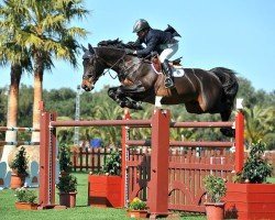 jumper Unex Omega Star (Irish Sport Horse, 2002, from Quick Star)