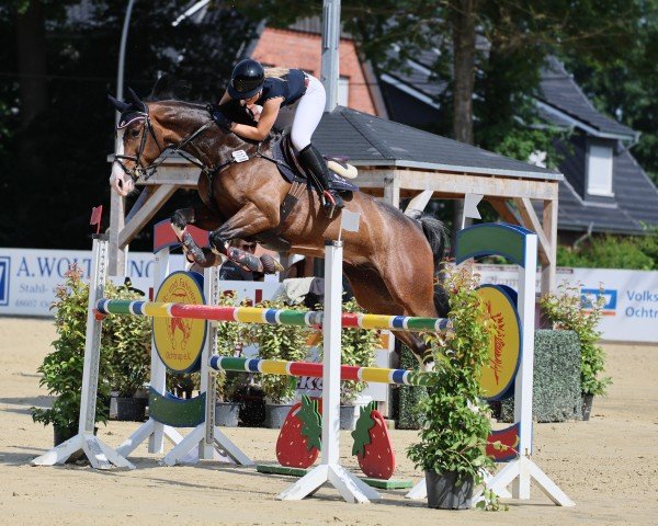 jumper Colourado (Hanoverian, 2019, from Cabrio van de Heffinck)