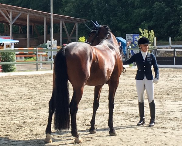 Dressurpferd Fionn Mclaren W (Westfale, 2013, von Fürstenball)