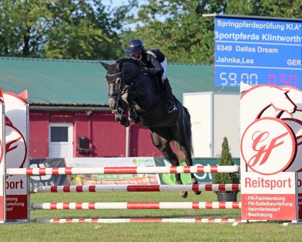 Caballo Dallas Dream (Hannoveriano, 2021, de Dallas VDL Z)