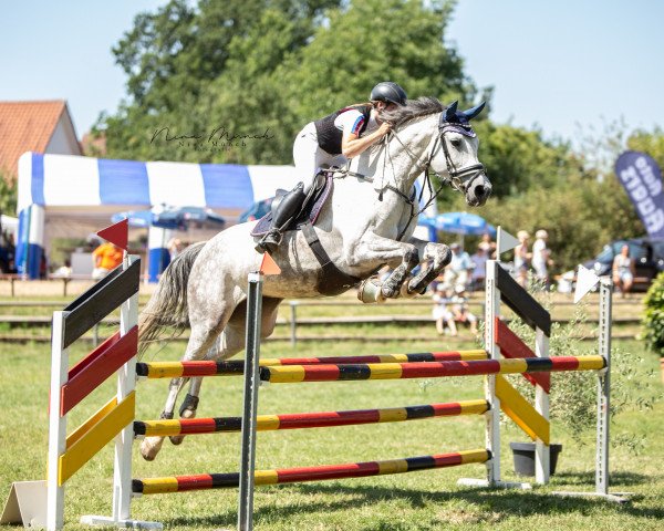 jumper Campina (Westphalian, 2013, from Cordess 2) jumper Campina (Westphalian, 2013, from Cordess 2)