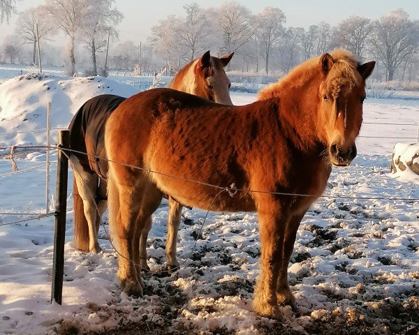 broodmare Mila (Haflinger, 2003, from El.H. /P.H Steinadler)
