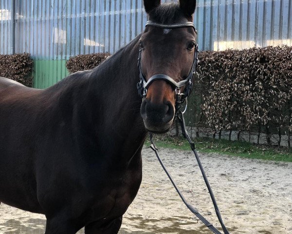 dressage horse Quinta Bellissima (Westphalian, 2008, from Quinta Real)