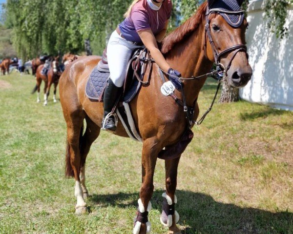 Springpferd Küstenstern (Holsteiner, 2017, von Crumble)