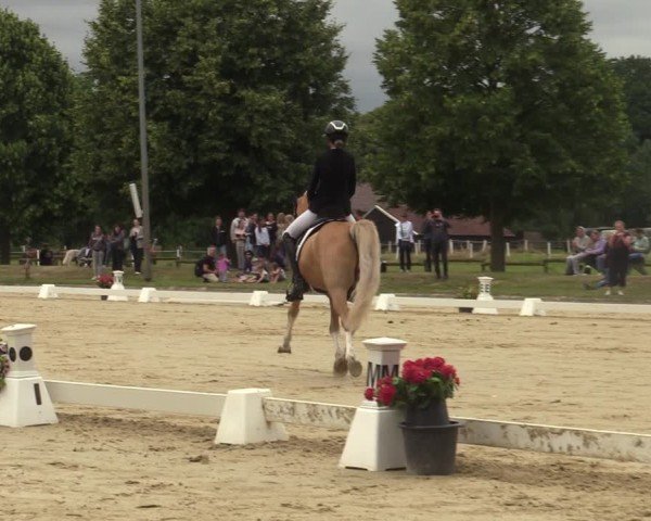 Reitturnier Münster-Roxel 2025