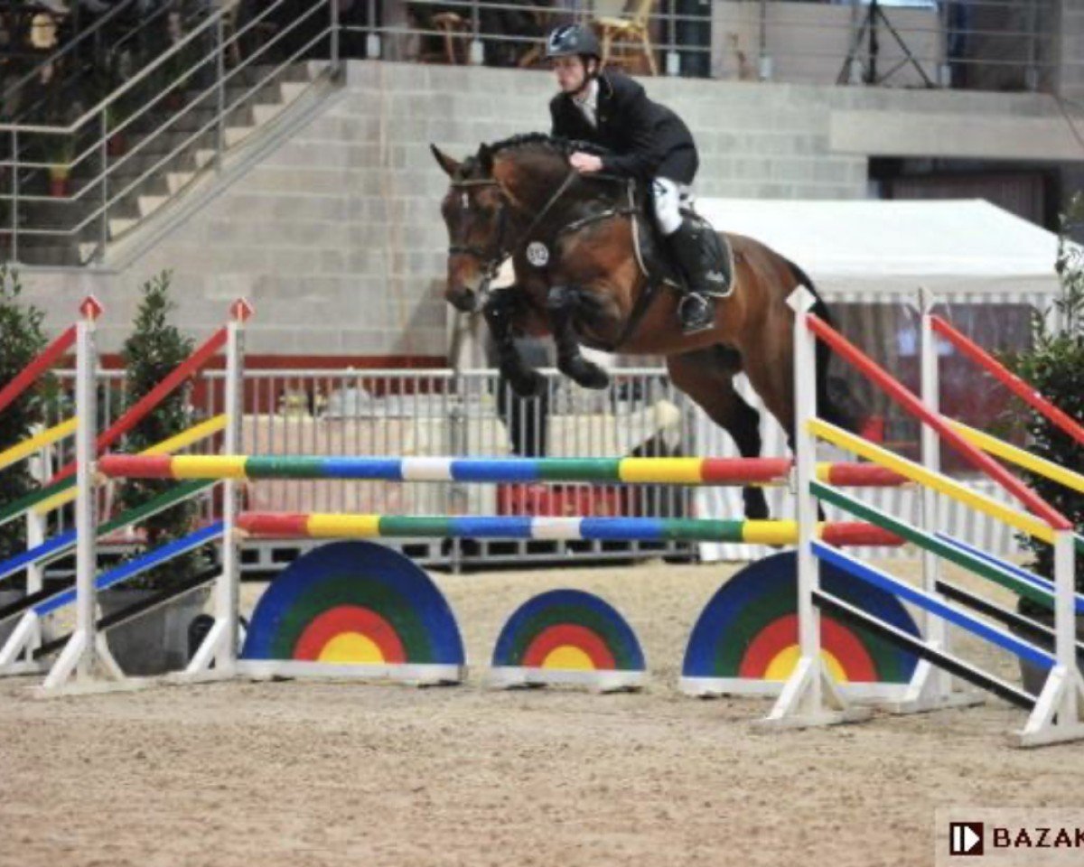 stallion Dokkum de Rialfo (Belgian Warmblood, 2003, from Andiamo)