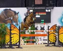 Springpferd Caiman des Sequoias (Belgisches Warmblut, 2008, von Radco d'Houtveld)