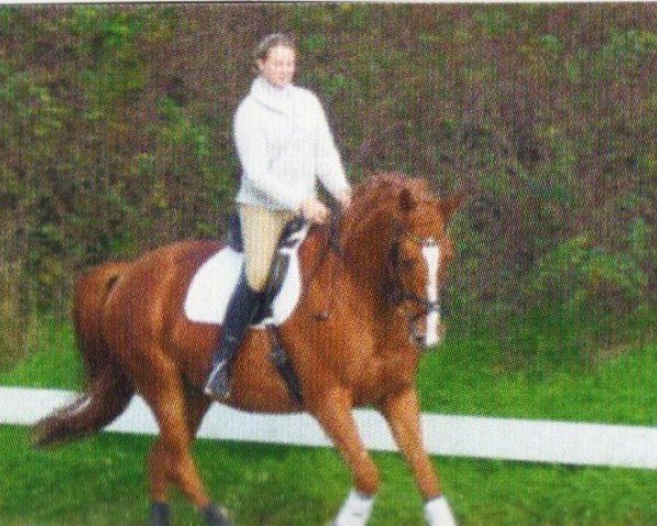 jumper Harry Potter 30 (Trakehner, 2002, from Harlem Go)
