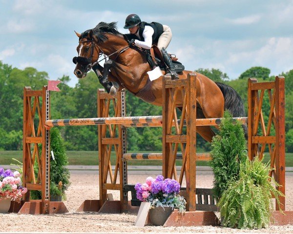 Springpferd It's Me du Bosquetiau (Belgium Sporthorse, 2014, von Dayton Sitte)