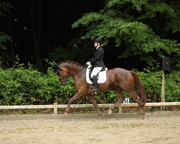 dressage horse Fuchur V (Hanoverian, 2015, from Fürst Fohlenhof)