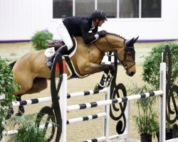 jumper Esra (Holsteiner, 2012, from Bratt Z)